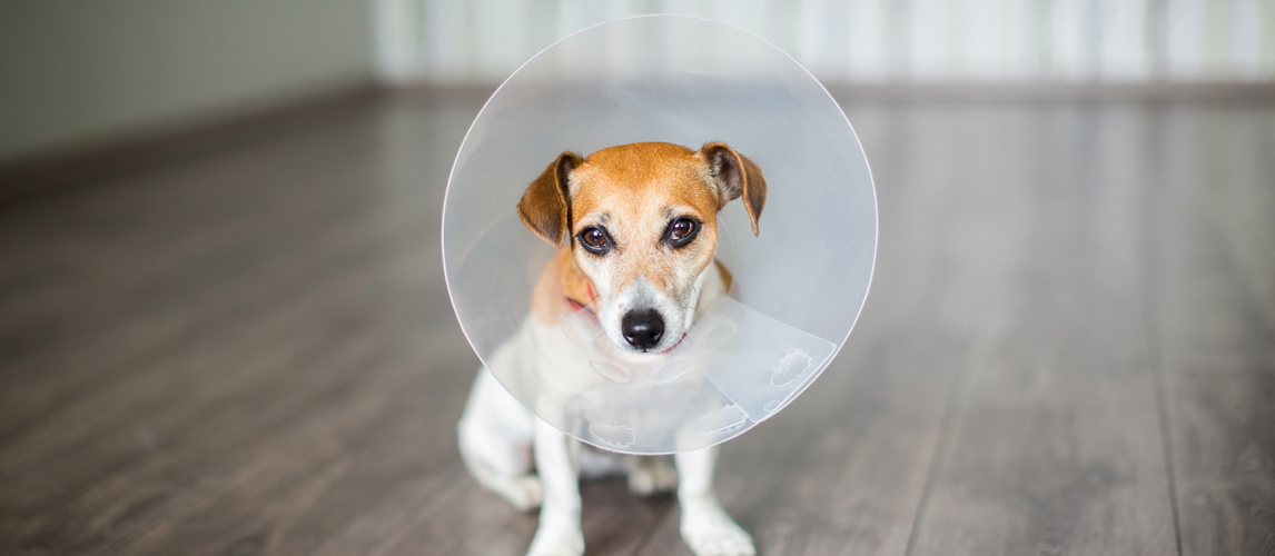 dog-elizabethan-collar