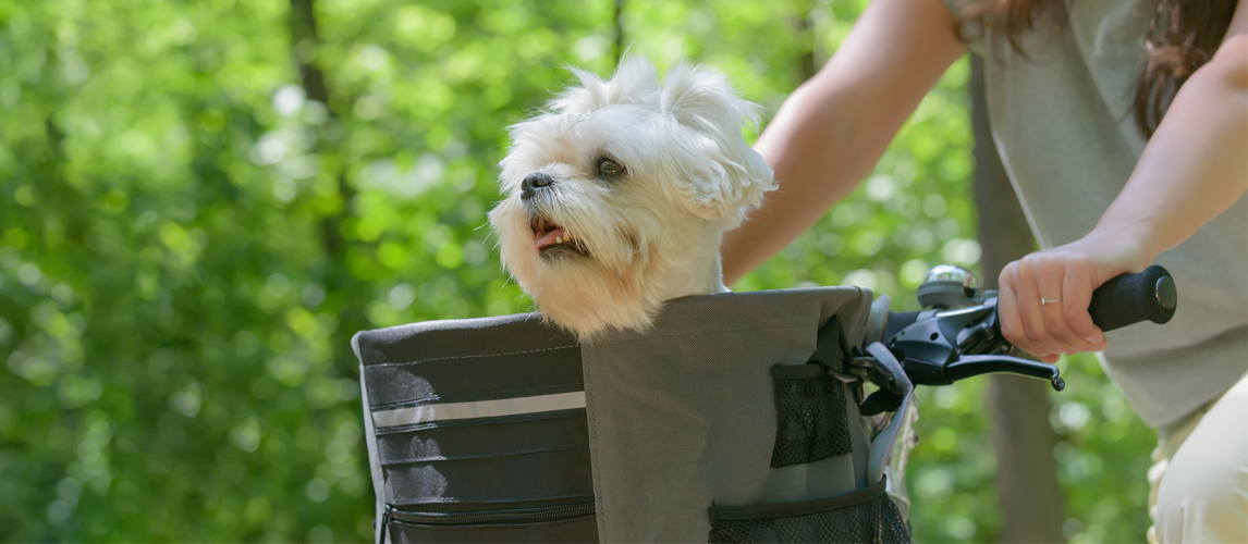 dog-in-a-bike-basket