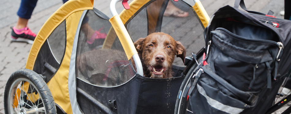 dog in a bike trailer