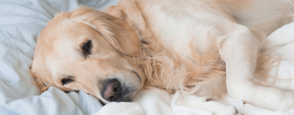 dog in bed