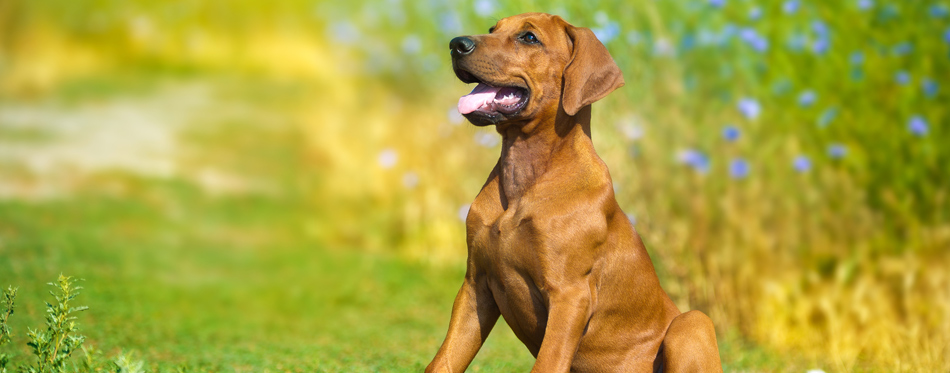 dog in grass