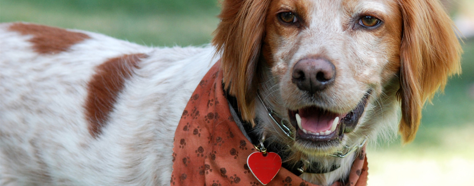 dog name collar