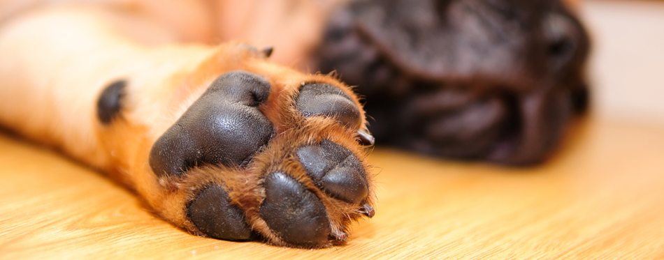 dog paws