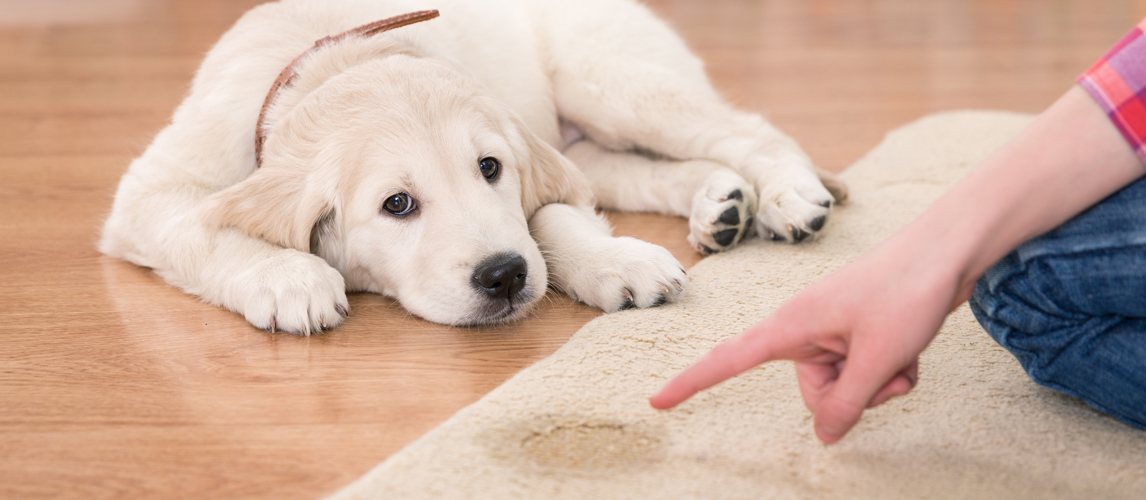 dog pee and poop pads