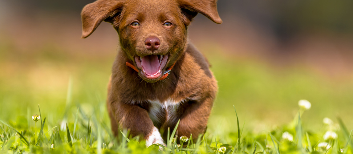 dog-playing-in-yard