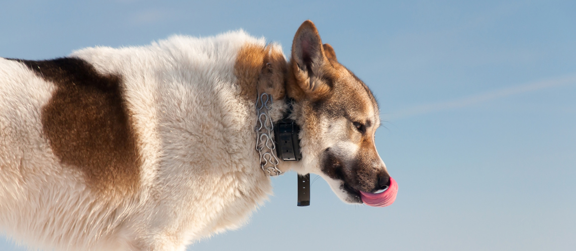 toy dog shock collar