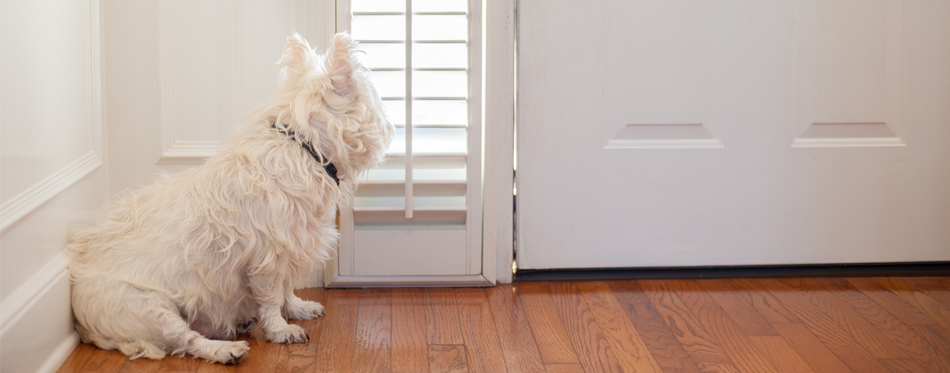 dog standing at the door