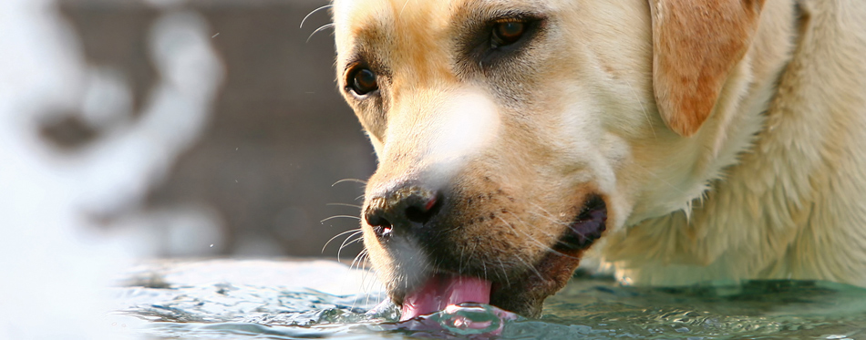 dog water fountain