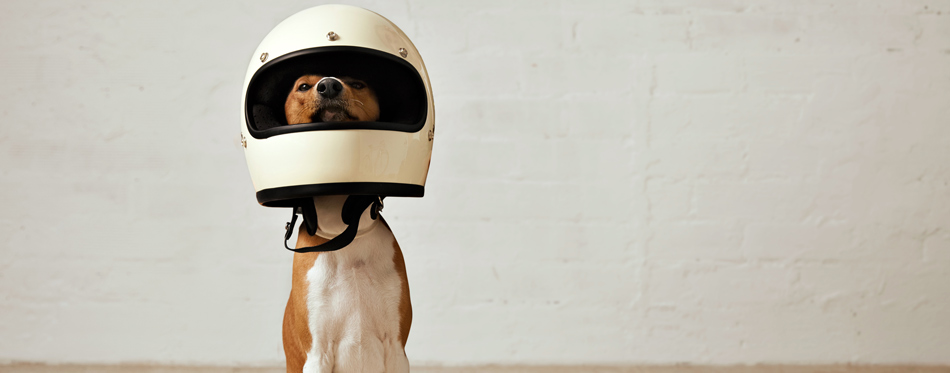 dog wearing a helmet