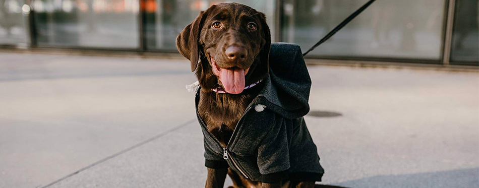 dog wearing hoodie