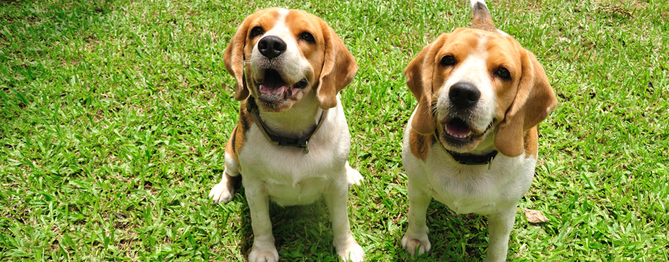 dogs in grass