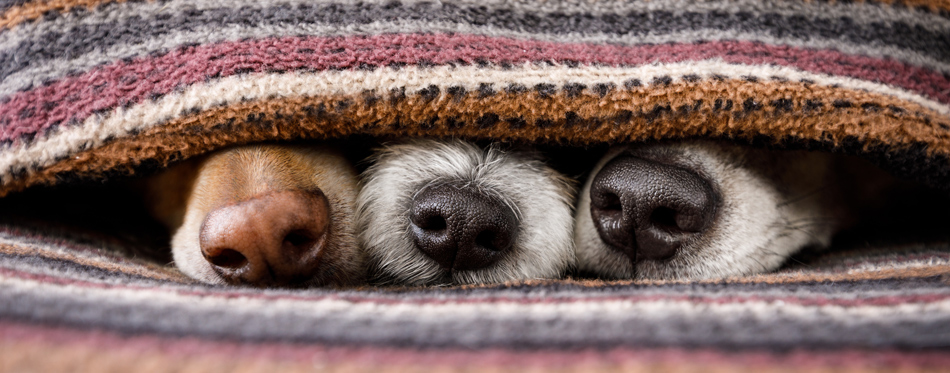 Do Dogs Like Soft Blankets? - Wag!