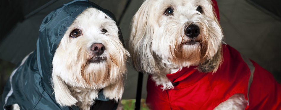 dogs under umbrella