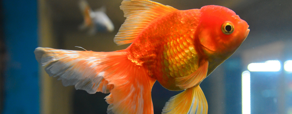 feed goldfish