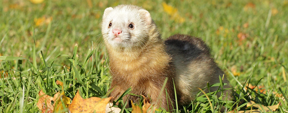 Ferret in Grass