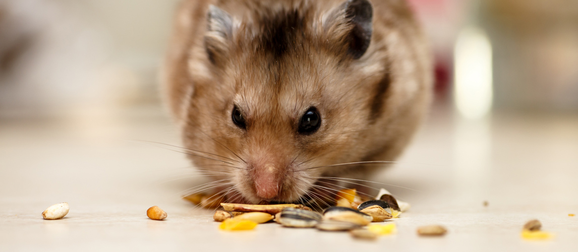 gerbil-eating