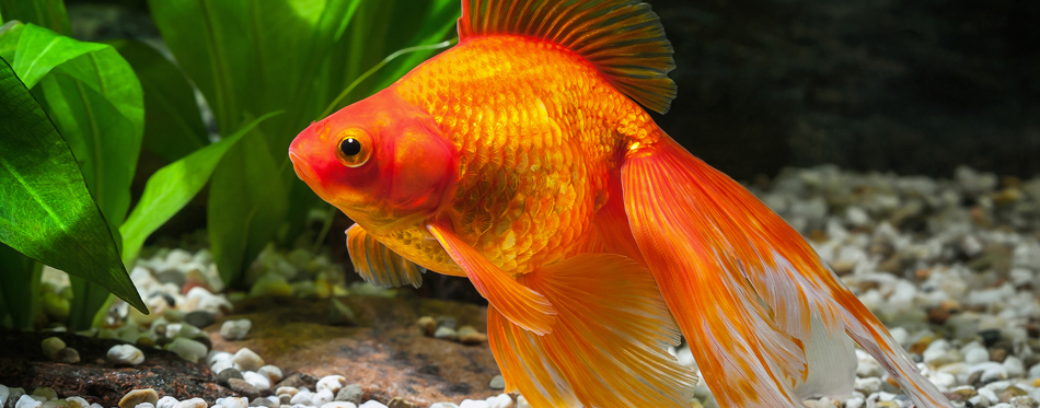 goldfish nutrition