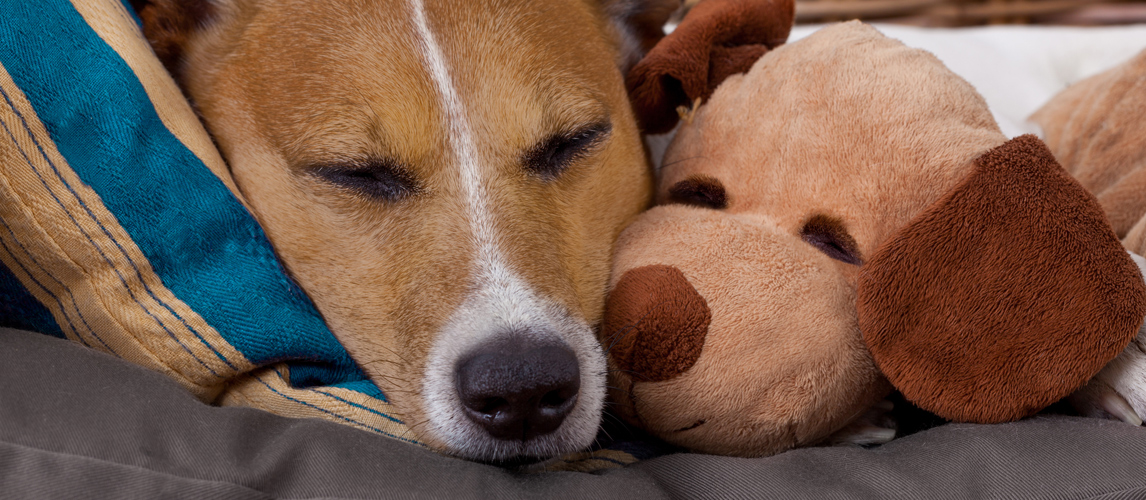 indestructible-bed-for-dogs