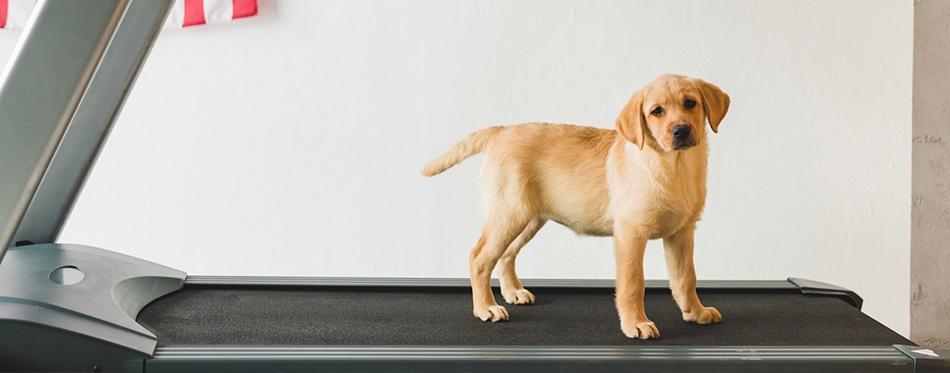 labrador puppy standing on treadmill