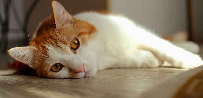 lonely cat lying on the floor