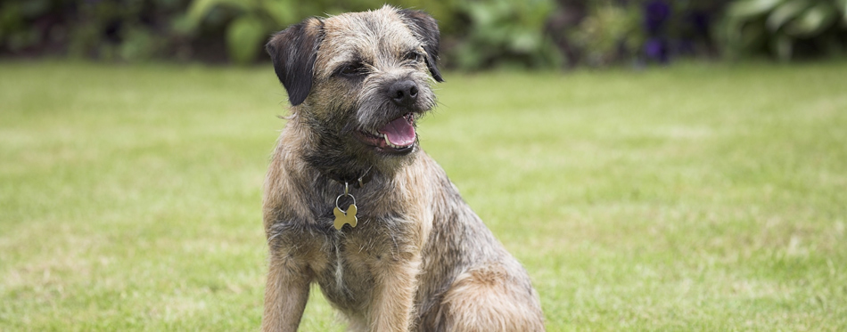 name tag for dogs