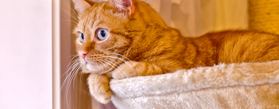 pet hammock