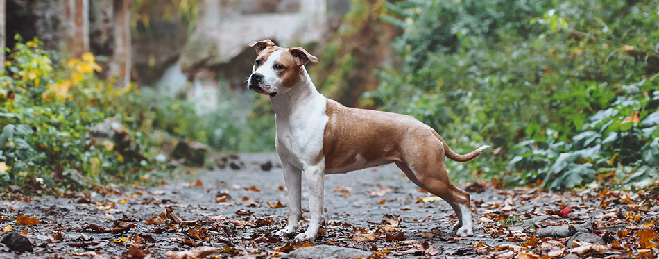 pitbull in forrest