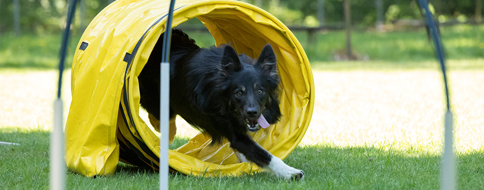 comprar mejores túneles de agilidad para perros