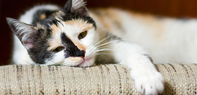 sad cat