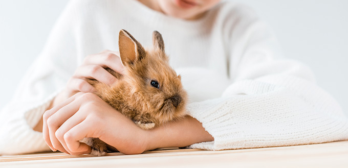 smiling girl holding adorable furry rabbit