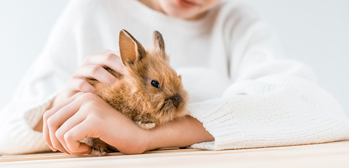 smiling girl holding adorable furry rabbit