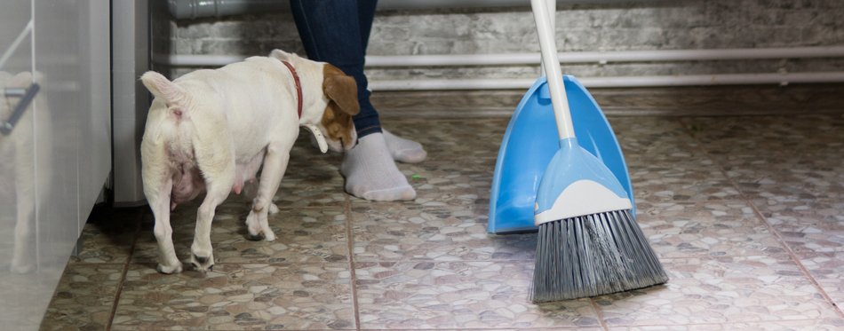 sweeping dog hair