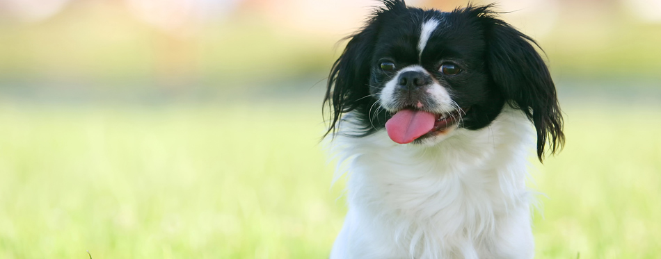 tear stains in dogs