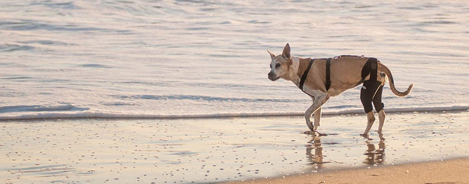 WalkAbout Canine Knee Brace