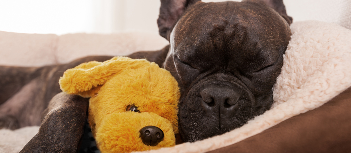 washable-dog-bed