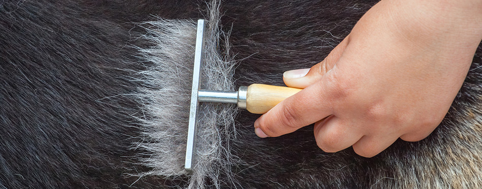 woman combs a German shepherd dog