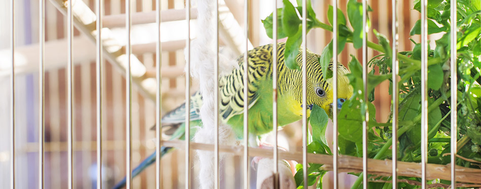 A green domestic budgie eating grass