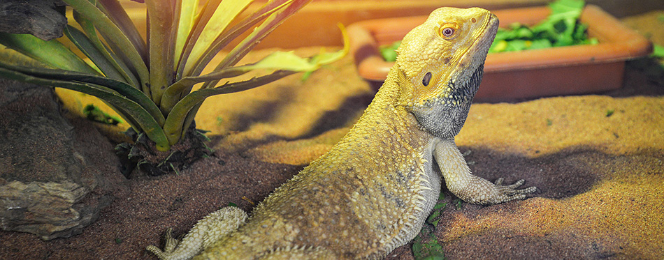 Bearded dragons lying on ground