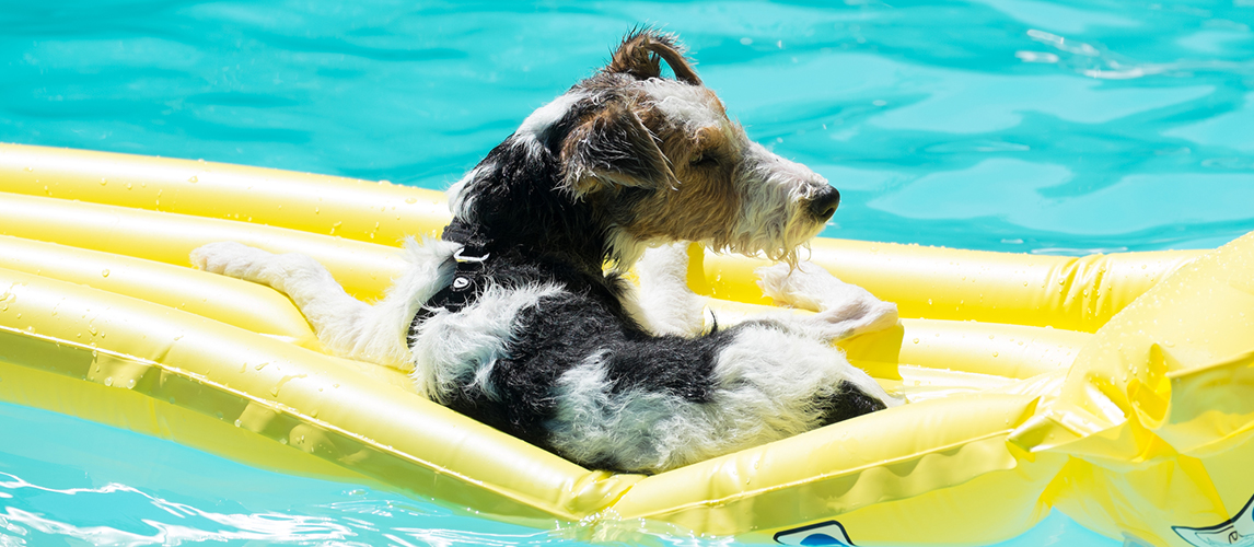 swimways dog float