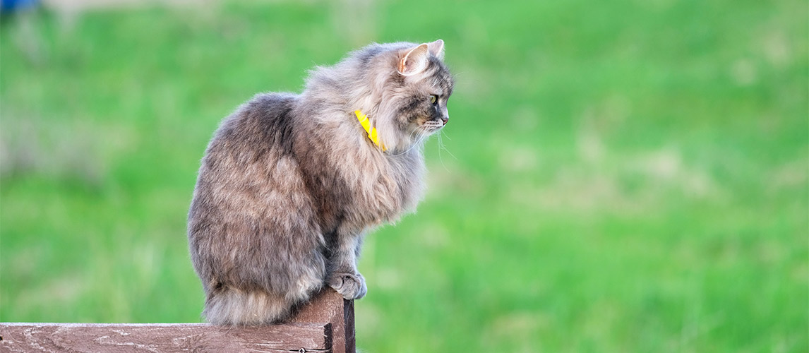 Best-Flea-Collar-for-Cats