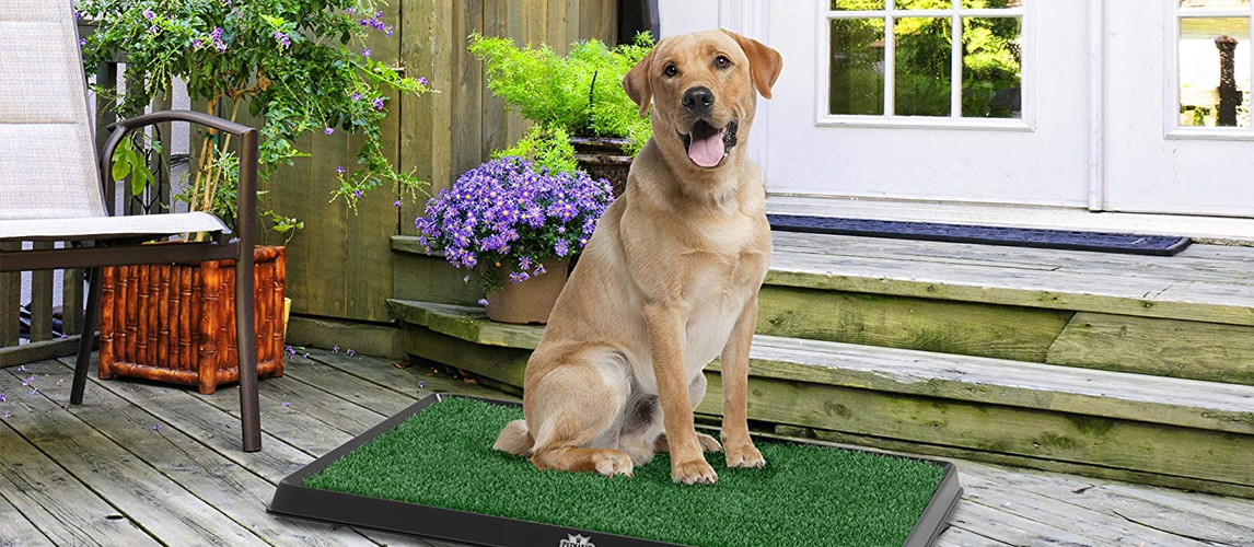 sod box for dogs