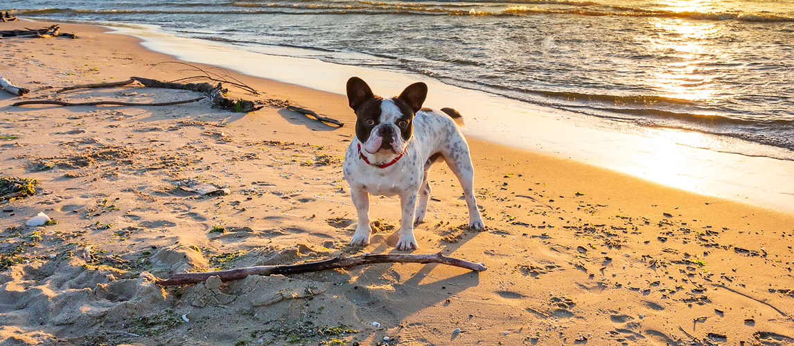 best sunscreen for white dogs