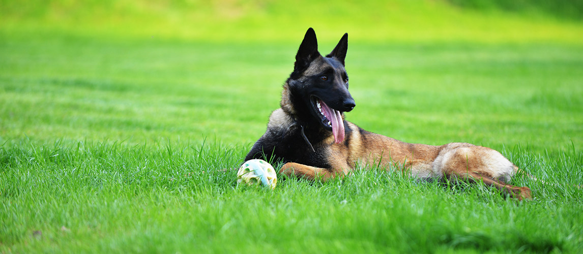 toys for blind dogs