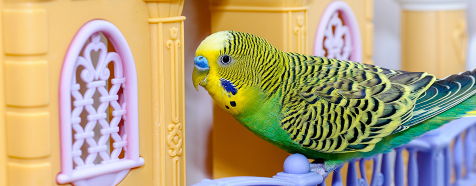 Budgerigar