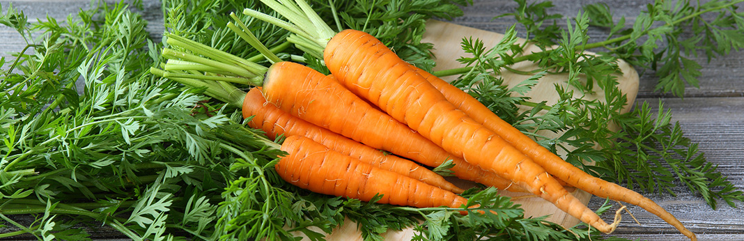 Can-Hamsters-Eat-Carrots