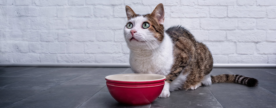 Cat beside a food bowl looking up