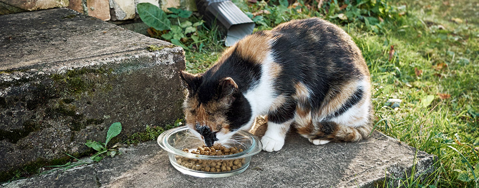 The Best High Calorie Cat Food for Weight Gain in 2022