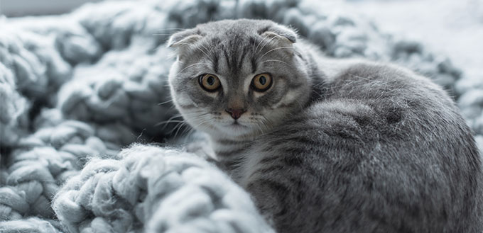 Katze auf Wolldecke