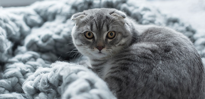 Cat on wool blanket