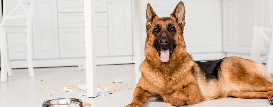 Cute German Shepherd